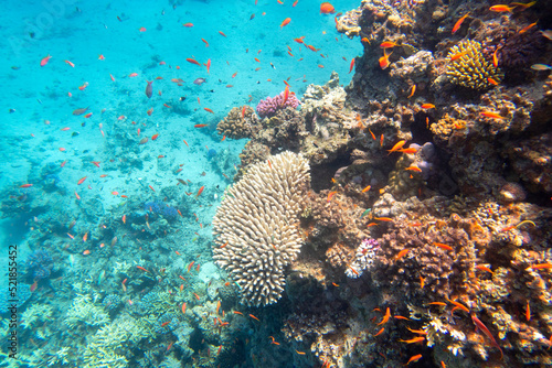 Colorful, picturesque coral reef at the bottom of tropical sea, hard and soft corals, exotic fishes anthias, underwater landscape