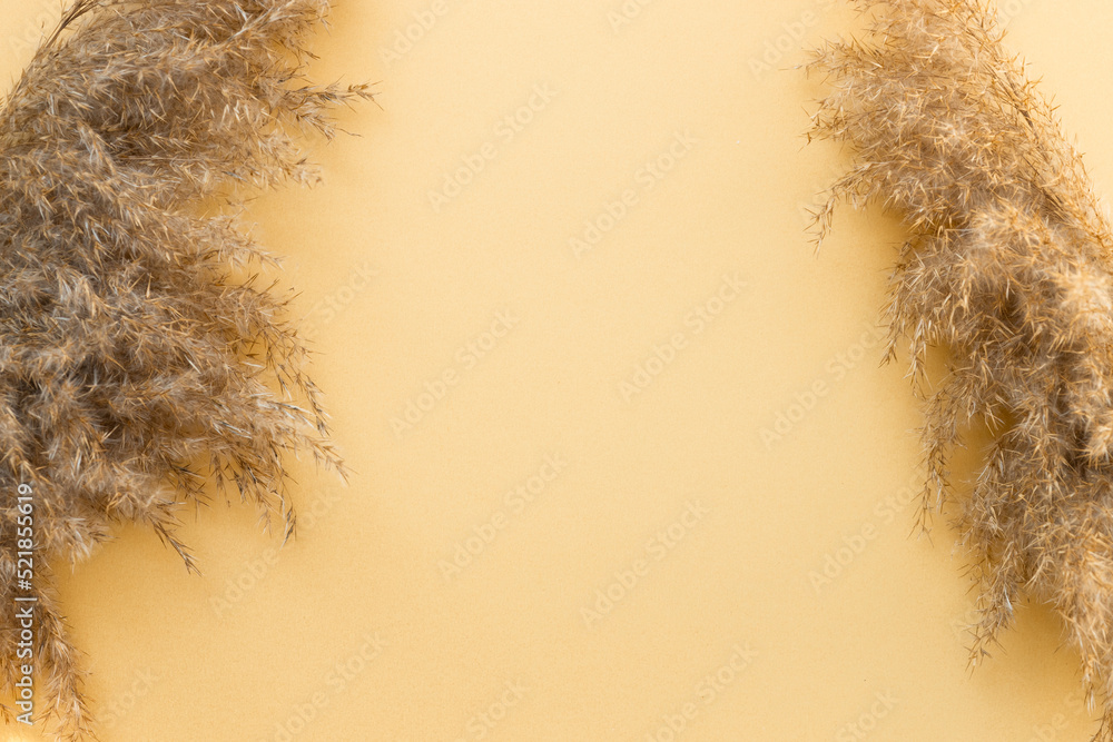 pampas grass branch on gold background. natural background. Stock Photo