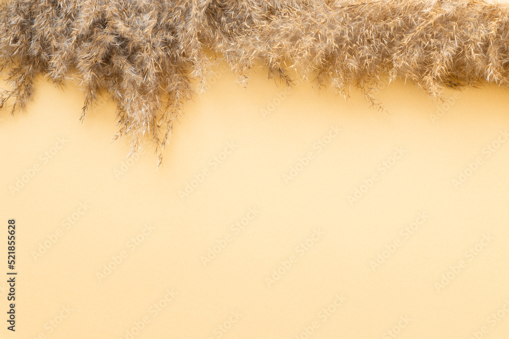 pampas grass branch on gold background. natural background. Stock Photo