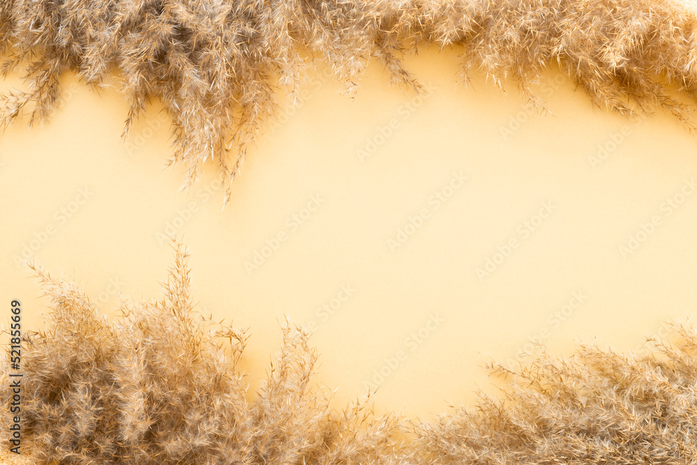 pampas grass branch on gold background. natural background. Stock Photo