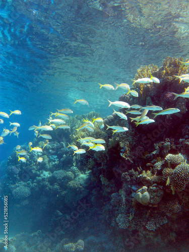 Coral reef with shoal of goatfishes and hard corals at the bottom of tropical sea on blue water background, underwater landscape