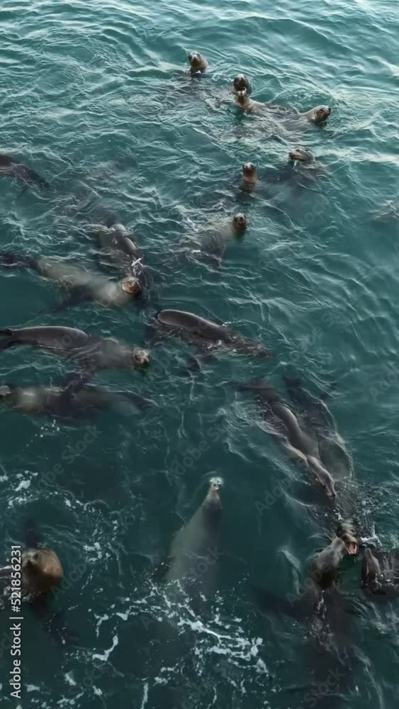 Wild cute seals colony or sea lions herd swimming in ocean water