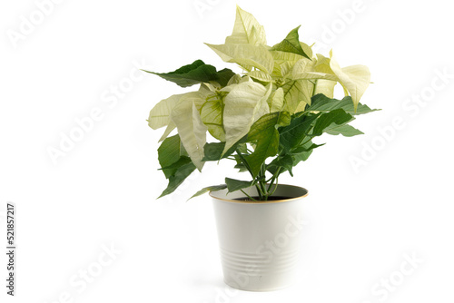 Foto a white Christmas poinsettia in a white pot isolated on white