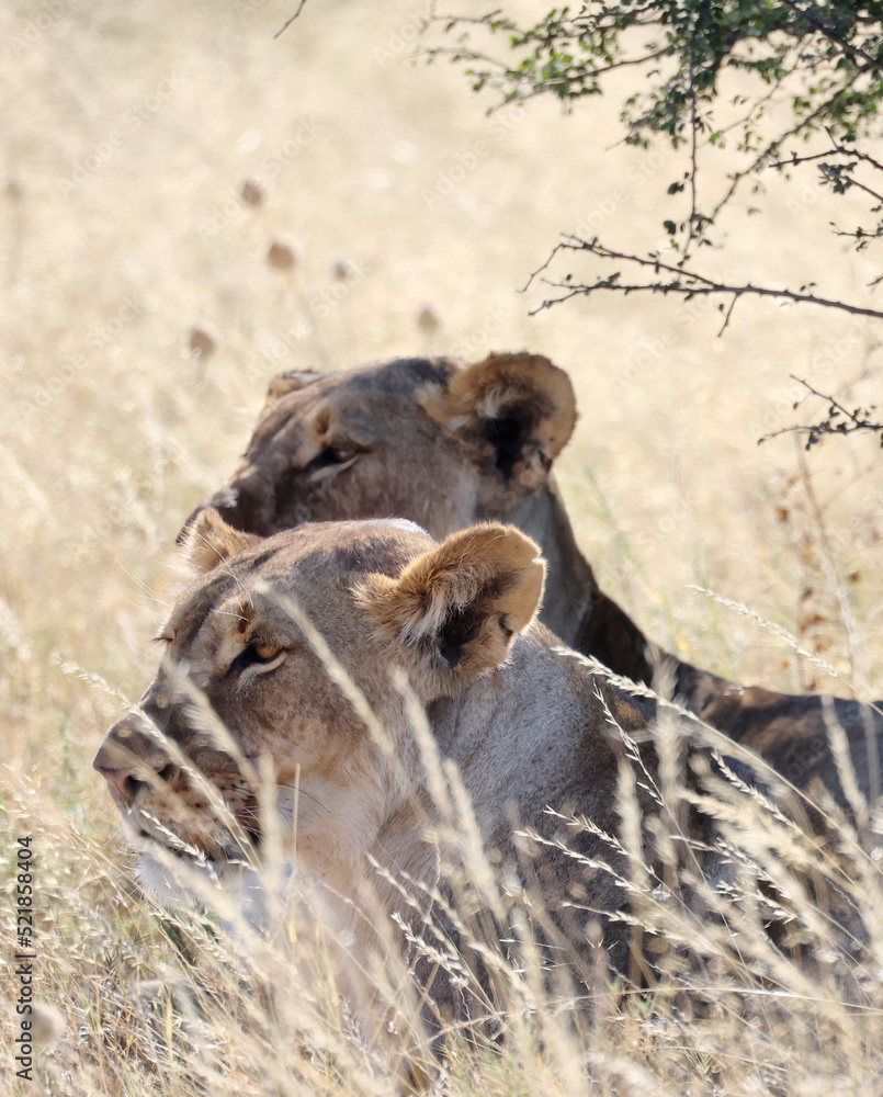 Naklejka premium Löwe
