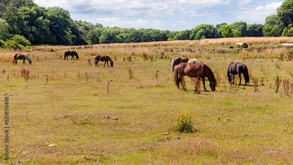 Obraz premium Landscape with animals. Thoroughbred hoeses graze in a pasture or meadow.