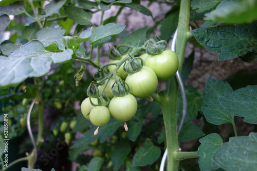 Wallpaper Mural grüne Tomaten Torontodigital.ca