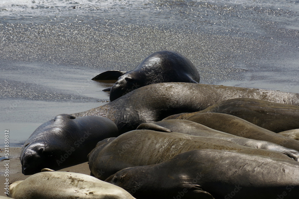 Fototapeta premium Elephants seals resting at a pacific ocean beach near San Simeon, California