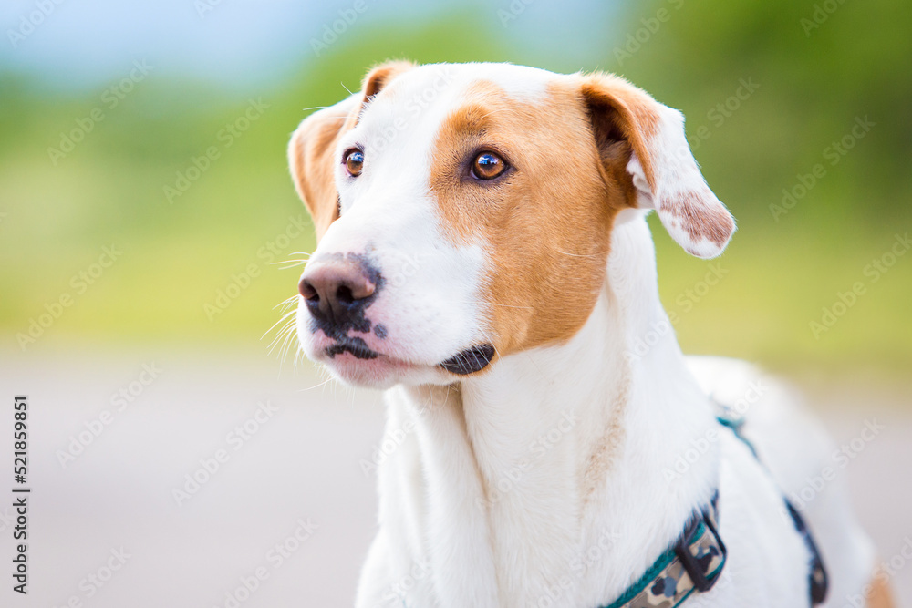 dog with brown spot portrait