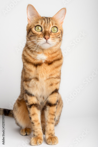 Bengal cat in full length on a white background.