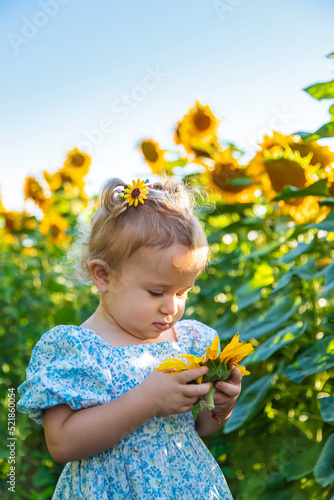 A child in a field of sunflowers. Ukraine. Selective focus.