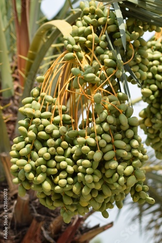 Bunch of raw dates hanging with tree in a farm.