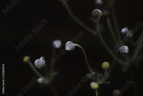 Anemone flower-bud unopened on a dark background