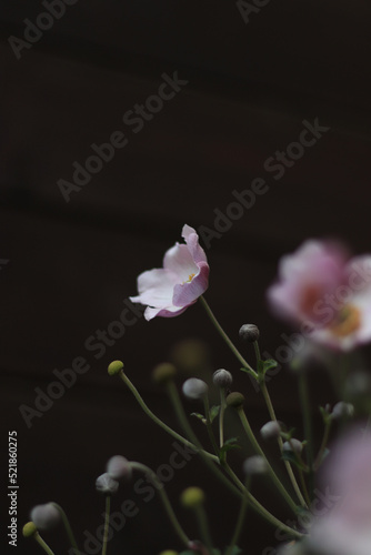 Gentle pink/purple anemone flower on a dark background with open flower