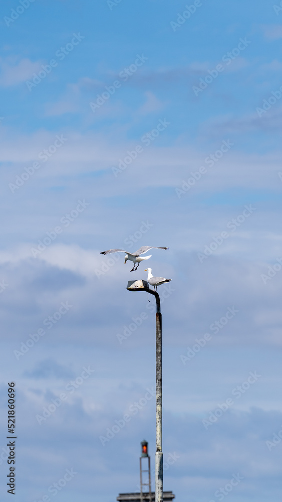 Seagull is landing on a pole with a second bird Seagull is landing on a pole with a second bird