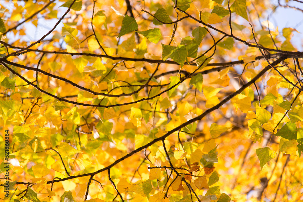 Autumn leaves on the tree. Season of colorful foliage. Autumn leaves on the tree. Season of colorful foliage.