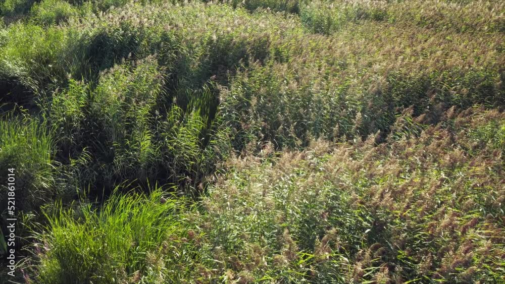 Slow flight over thickets of reeds on a swampy shore. Aerial scenic high angle view Slow flight over thickets of reeds on a swampy shore. Aerial scenic high angle view