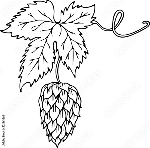 Hand drawn hop cone icon. Vector illustration, doodle style.