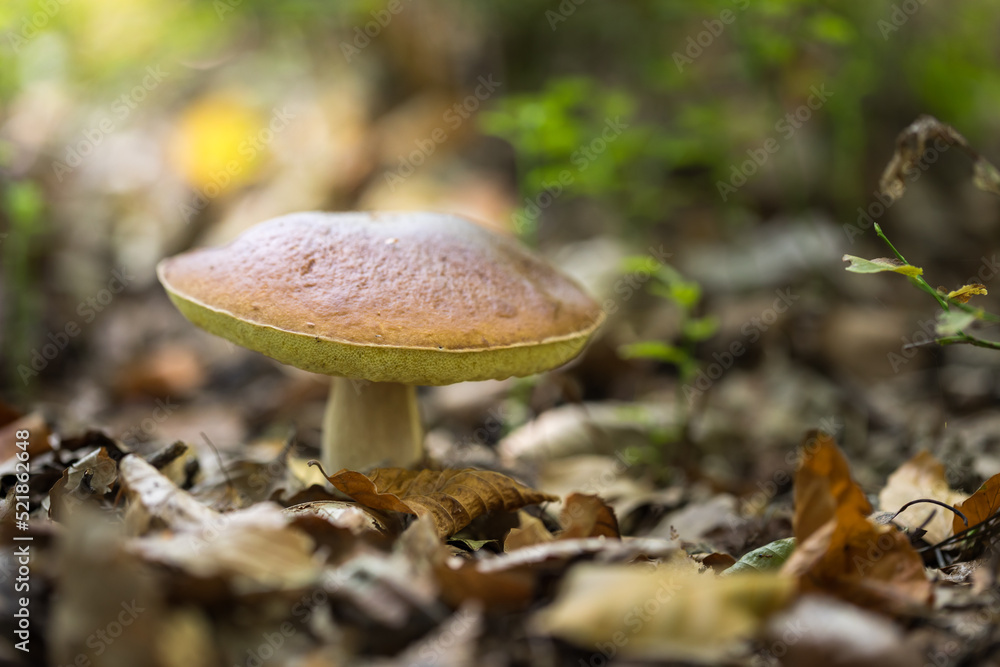 Boletus, an edible mushroom in the forest, boletus edulis . Boletus, an edible mushroom in the forest, boletus edulis .