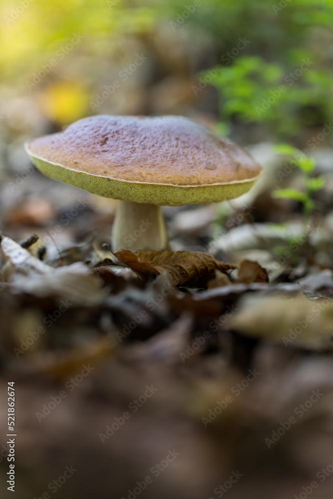 Boletus, an edible mushroom in the forest, boletus edulis .