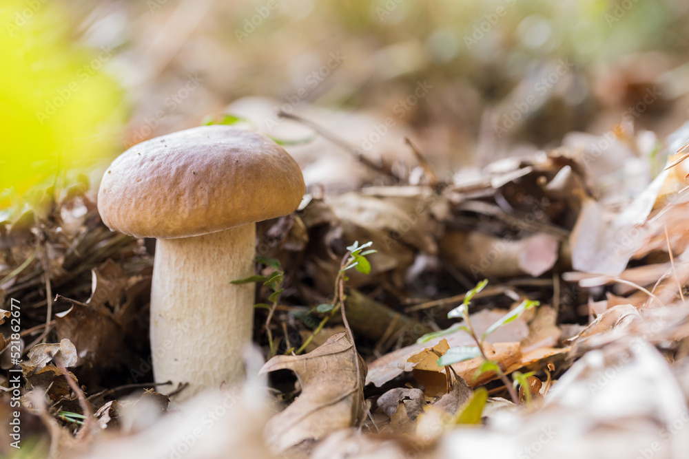 Boletus edulis Bull,species of mushrooms from the boletus family. Boletus edulis Bull,species of mushrooms from the boletus family.