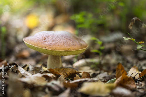 Boletus, an edible mushroom in the forest, boletus edulis .