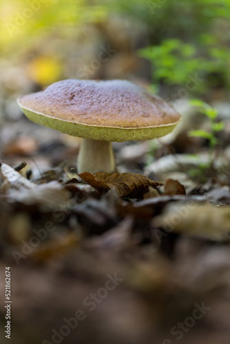 Boletus, an edible mushroom in the forest, boletus edulis . © Ewelina