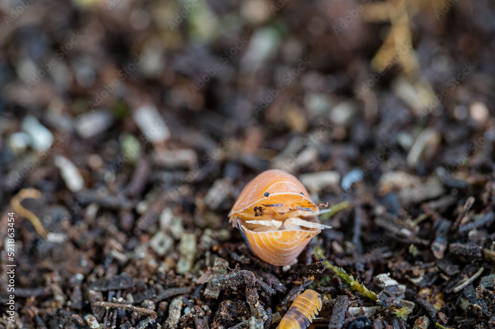 Cubaris sp. Amber ducky. Isopod is rolling. Cubaris sp. Amber ducky. Isopod is rolling.