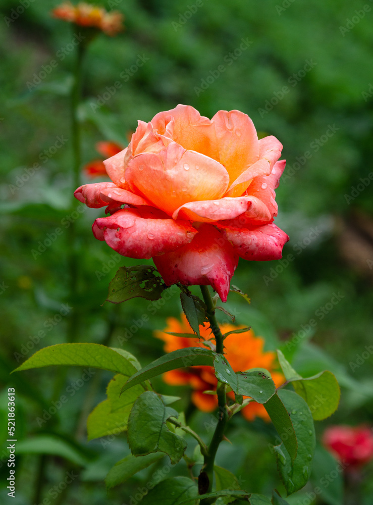 Scarlet beautiful rose in the garden on a summer day after the rain.м Scarlet beautiful rose in the garden on a summer day after the rain.м