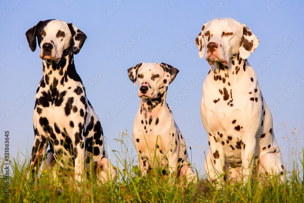 group of dalmatians in front of blue sky group of dalmatians in front of blue sky