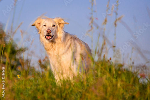 dog in grass in front of blue sky