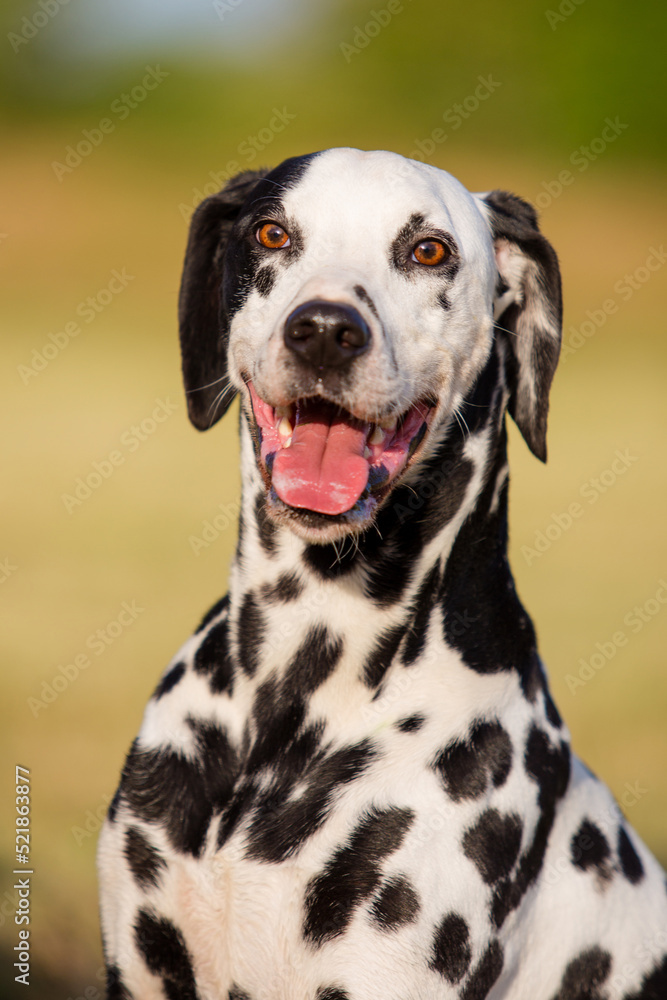 dalmatian looking straight at you dalmatian looking straight at you