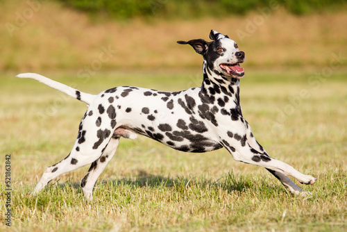 dalmatian running with ears flying