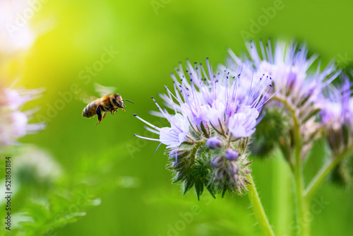 Bee and flower phacelia. Close up flying bee collecting pollen from phacelia on a sunny day on a green background. Phacelia tanacetifolia (lacy). Summer and spring backgrounds © borislav15