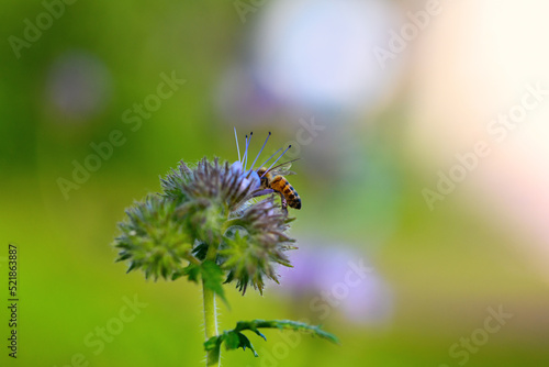Bee and flower phacelia. Close up of a large striped bee collects honey from phacelia. Phacelia tanacetifolia (lacy). Summer and spring backgrounds