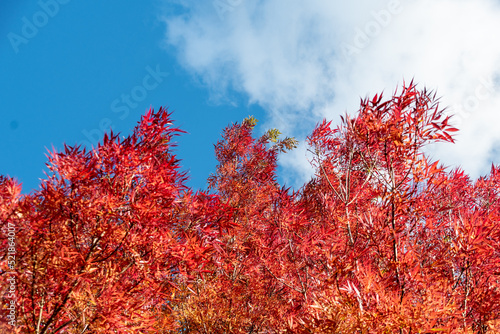 The blazing red leaves of the narrow leaved ash, Fraxinus angustifolia taken underneath, contrasting with the blue autumn sky and fluffy white cloud photo
