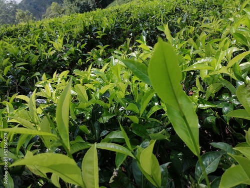 Ceylon Tea state