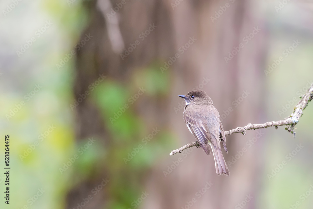 Eastern phoebe sitting on a tree branch.Chesapeake and Ohio Canal National Historical Park.Maryland.USA Eastern phoebe sitting on a tree branch.Chesapeake and Ohio Canal National Historical Park.Maryland.USA