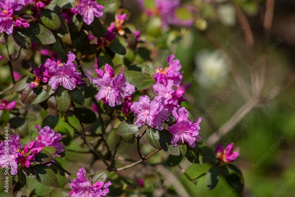 The beginning of flowering of pink rhododendron. Spring flowers. Selective focus, blurred background. Place for text