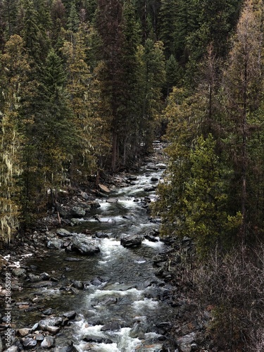 Mountain Stream In Green Forest 