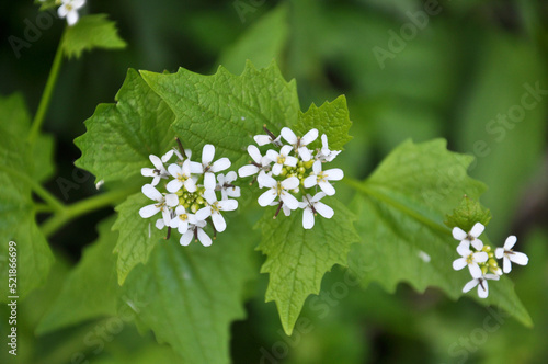 Garlic mustard (Alliaria petiolata) grows in the wild photo