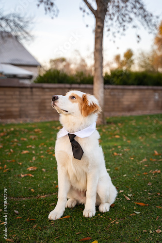 Adorable dog wearing black tie