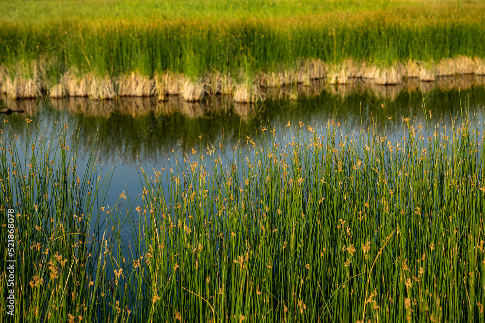 Tall Reeds and Grasses Along The Lamar River In Yellowstone Tall Reeds and Grasses Along The Lamar River In Yellowstone