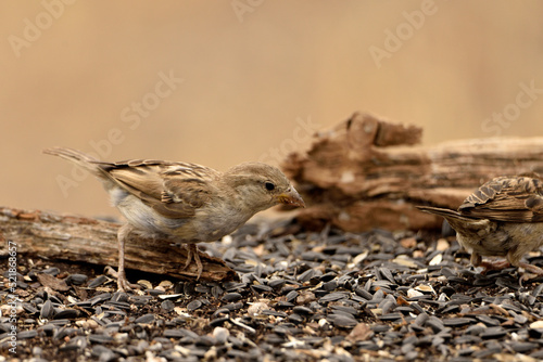 gorrión común en el suelo comiendo semillas de girasol (Passer domesticus) Guaro Málaga Andalucía España 