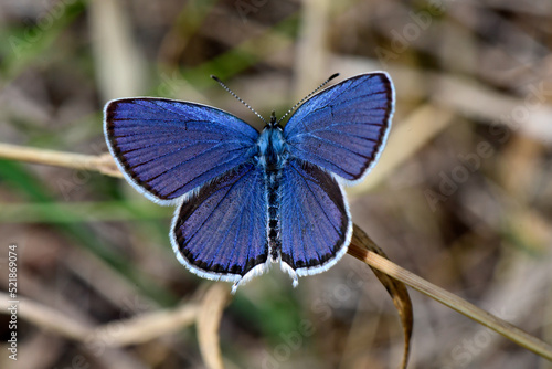 Short-tailed blue // Kurzschwänziger Bläuling (Cupido argiades)