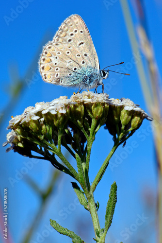 Common blue // Hauhechel-Bläuling (Polyommatus icarus)  photo