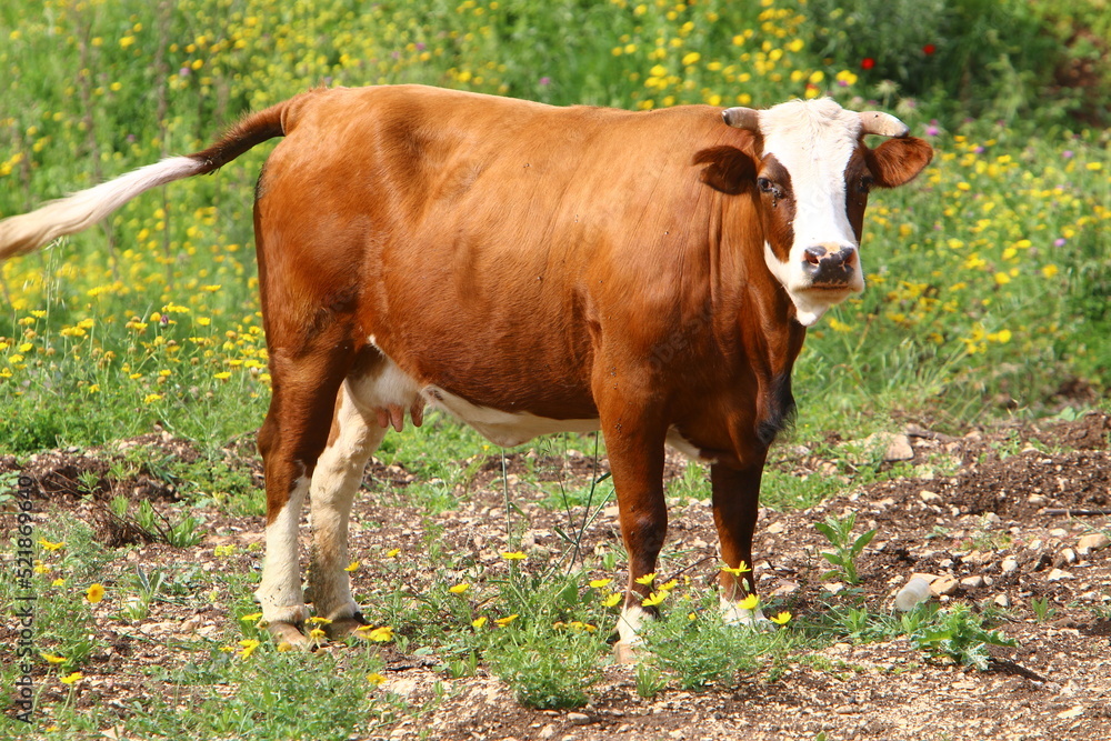 A herd of cows is grazing in a forest clearing. A herd of cows is grazing in a forest clearing.