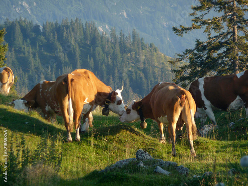 Herd of cows in Austrian Alps
