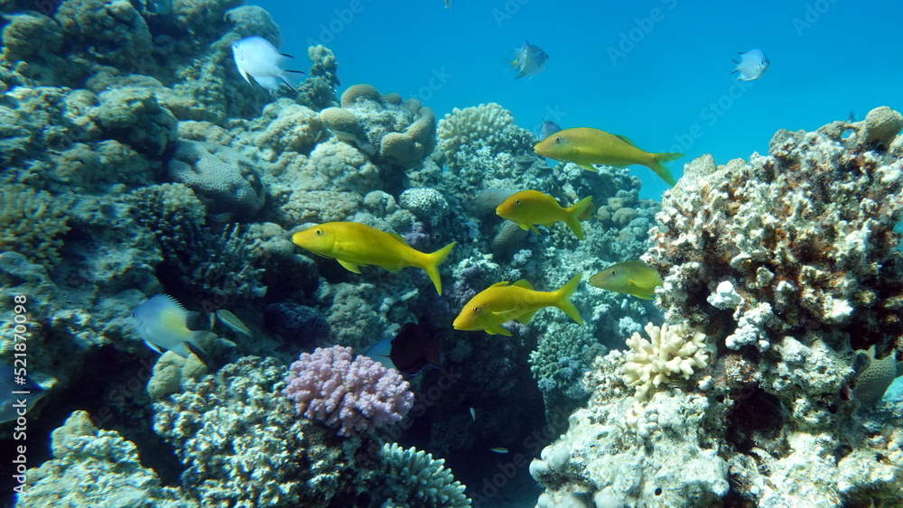 Beautiful fish on the Red Sea reef.
	
