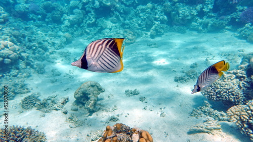 Beautiful fish on the Red Sea reef. 