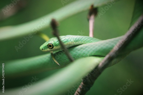 Rough Green Snake photo